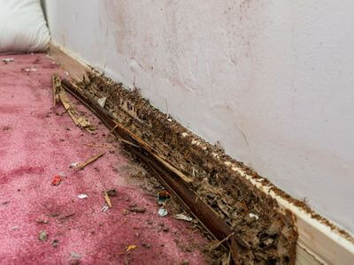 About Water Damage Restoration Florida - water damage restoration experts in Fort Lauderdale